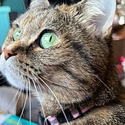 Lilly joined the competition — help win amazing prizes! animal, cat, close_up, collar, curious, domestic_cat, ears, face, feline, focus, fur, green_eyes, household, indoor, looking, mammal, pet, profile, tabby_cat, whiskers