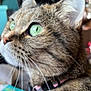 animal, cat, close_up, collar, curious, domestic_cat, ears, face, feline, focus, fur, green_eyes, household, indoor, looking, mammal, pet, profile, tabby_cat, whiskers