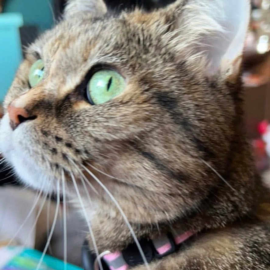 Lilly joined the competition — help win amazing prizes! animal, cat, close_up, collar, curious, domestic_cat, ears, face, feline, focus, fur, green_eyes, household, indoor, looking, mammal, pet, profile, tabby_cat, whiskers