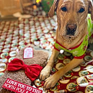 Esme joined the competition — help win amazing prizes! dog, golden_retriever, holiday, christmas, sweater, decorations, blanket, red_bow, sign, cozy, festive, indoors, pet, cute, warm_lighting, blurred_background, snuggle_season, north_pole, paw, furry