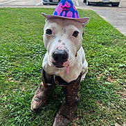 Nirvana is registered to the contest to win money with this photo: dog, white_dog, cowboy_hat, cowboy_boots, grass, outdoor, pet, animal, costume, sitting, cute, portrait, front_view, boots, hat, parked_cars, residential_area, greenery, funny, close_up