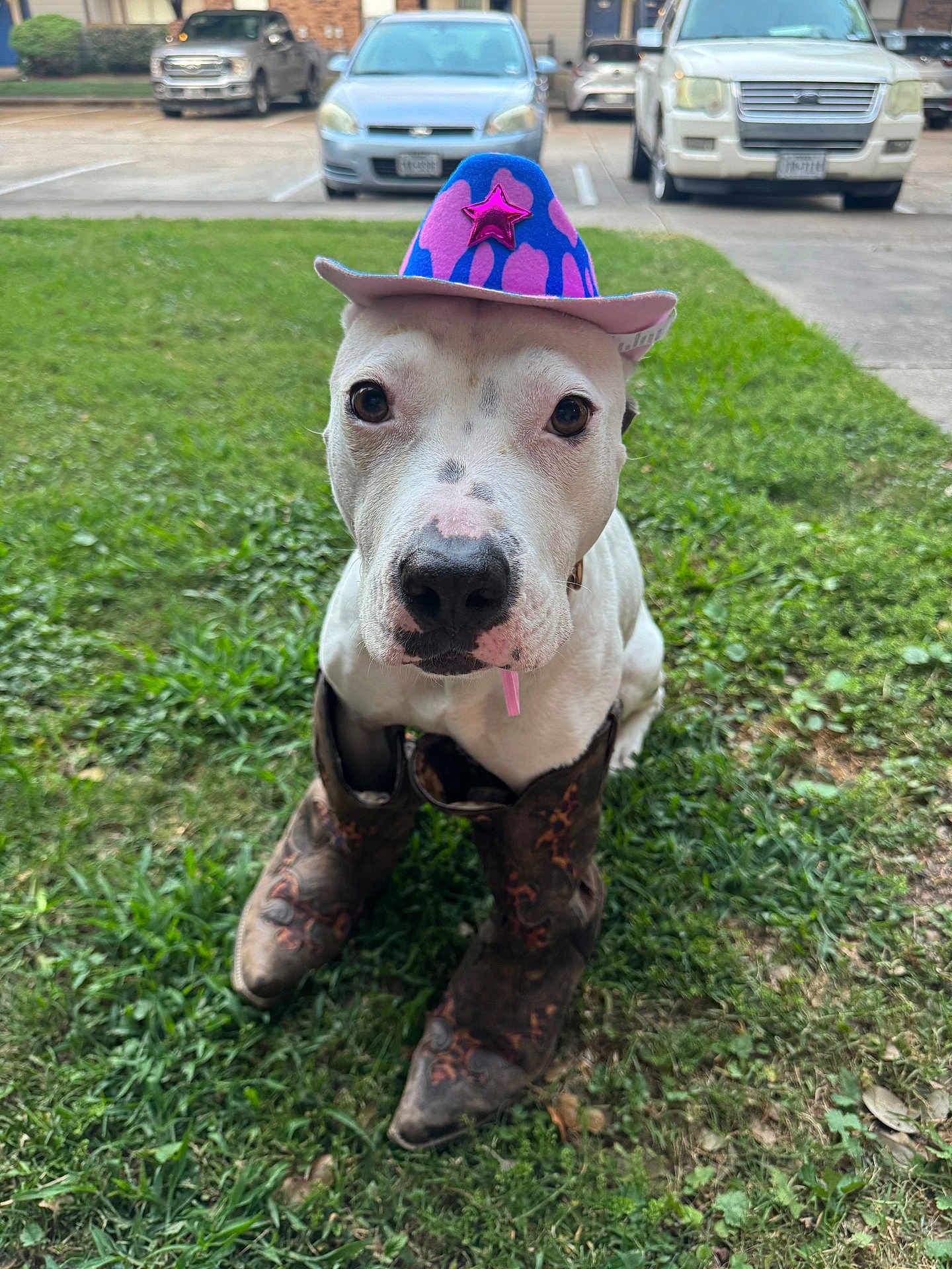 Nirvana is registered to the contest to win money with this photo: dog, white_dog, cowboy_hat, cowboy_boots, grass, outdoor, pet, animal, costume, sitting, cute, portrait, front_view, boots, hat, parked_cars, residential_area, greenery, funny, close_up