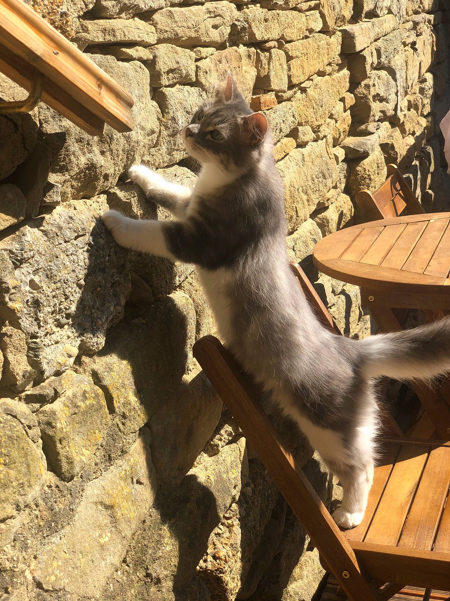 Mickey a rejoint le concours — aidez-le/la à gagner de superbes lots ! fawn, macaque, plant, primate, rhesus_macaque, tail, temple, tree, vacation, zoo