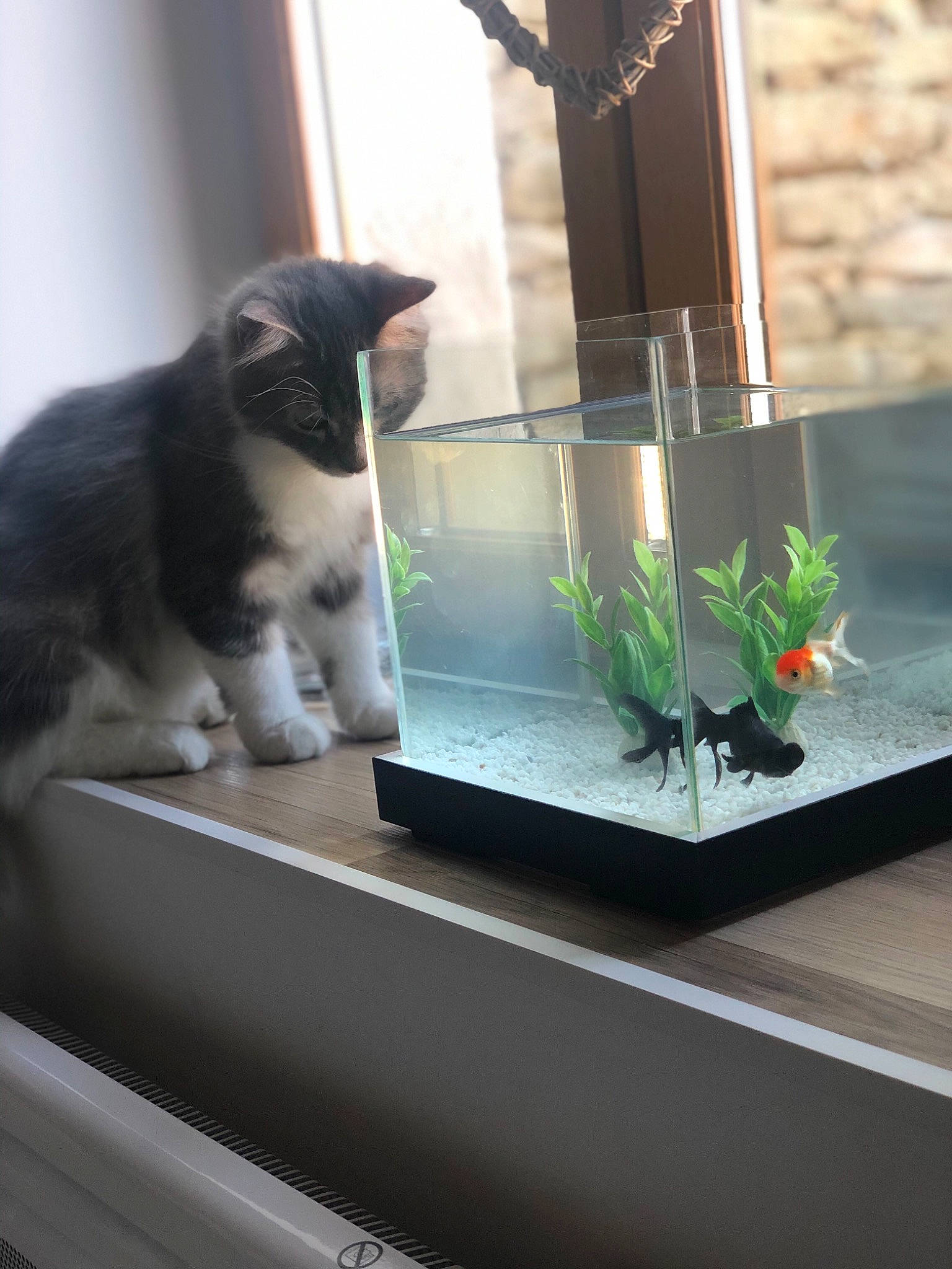 Mickey a rejoint le concours — aidez-le/la à gagner de superbes lots ! carnivore, cat, felidae, flowerpot, home, houseplant, interior_design, plant, room, small_to_medium_sized_cats, table, whiskers, window