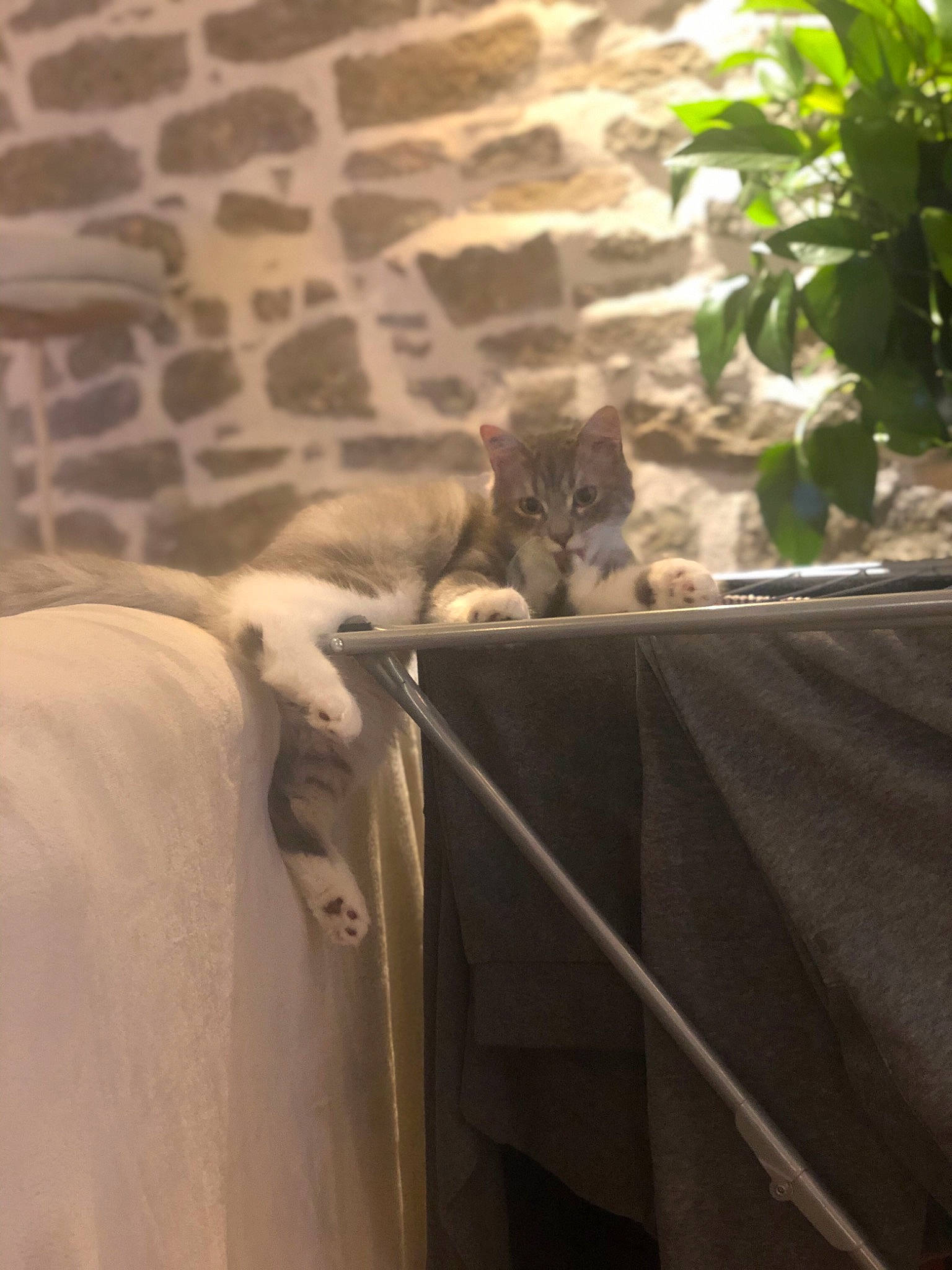 Mickey a rejoint le concours — aidez-le/la à gagner de superbes lots ! asian, carnivore, cat, domestic_short_haired_cat, european_shorthair, fawn, felidae, room, russian_blue, singapura, small_to_medium_sized_cats, whiskers