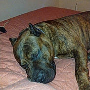 Bowser is registered to the contest to win money with this photo: dog, brindle, sleeping, tired, relaxed, pet, animal, bed, bedroom, indoors, collar, short_hair, muzzle, ears, lying_down, resting, quilt, bedding, portrait, home
