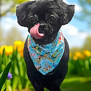 Gabriel Aaron joined the competition — help win amazing prizes! dog, black_dog, bandana, tongue_out, licking, outdoor, grass, flowers, yellow_flowers, blue_sky, clouds, spring, cute, small_dog, pet, animal, nature, portrait, close_up, sunny