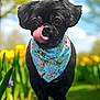 dog, black_dog, bandana, tongue_out, licking, outdoor, grass, flowers, yellow_flowers, blue_sky, clouds, spring, cute, small_dog, pet, animal, nature, portrait, close_up, sunny