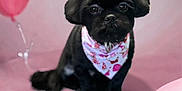 Gabriel Aaron is registered to the contest to win money with this photo: dog, black_dog, bandana, pink_background, balloons, pet, cute, studio, portrait, sitting, celebration, indoor, fluffy, animal, adorable, festive, small_dog, looking, front_view, domestic_animal