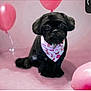 dog, black_dog, bandana, pink_background, balloons, pet, cute, studio, portrait, sitting, celebration, indoor, fluffy, animal, adorable, festive, small_dog, looking, front_view, domestic_animal