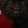dog, black_dog, close_up, pet, animal, carpet, indoor, fur, cute, teeth, face, eyes, small_dog, expression, tongue_hidden, whiskers, snout, nose, domestic_animal, companion