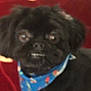 Gabriel Aaron is registered to the contest to win money with this photo: dog, black_dog, bandana, blue_bandana, pet, indoor, carpet, red_carpet, blurry, close_up, animal, cute, fur, face, ears, nose, mouth, sitting, domestic_animal, companion