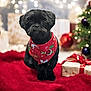 Gabriel Aaron is registered to the contest to win money with this photo: dog, black_dog, bandana, red_bandana, christmas, holiday, gift, present, decorations, christmas_tree, ornament, bokeh, blurred_background, plush_rug, red_rug, pet, cute, indoors, festive, animal