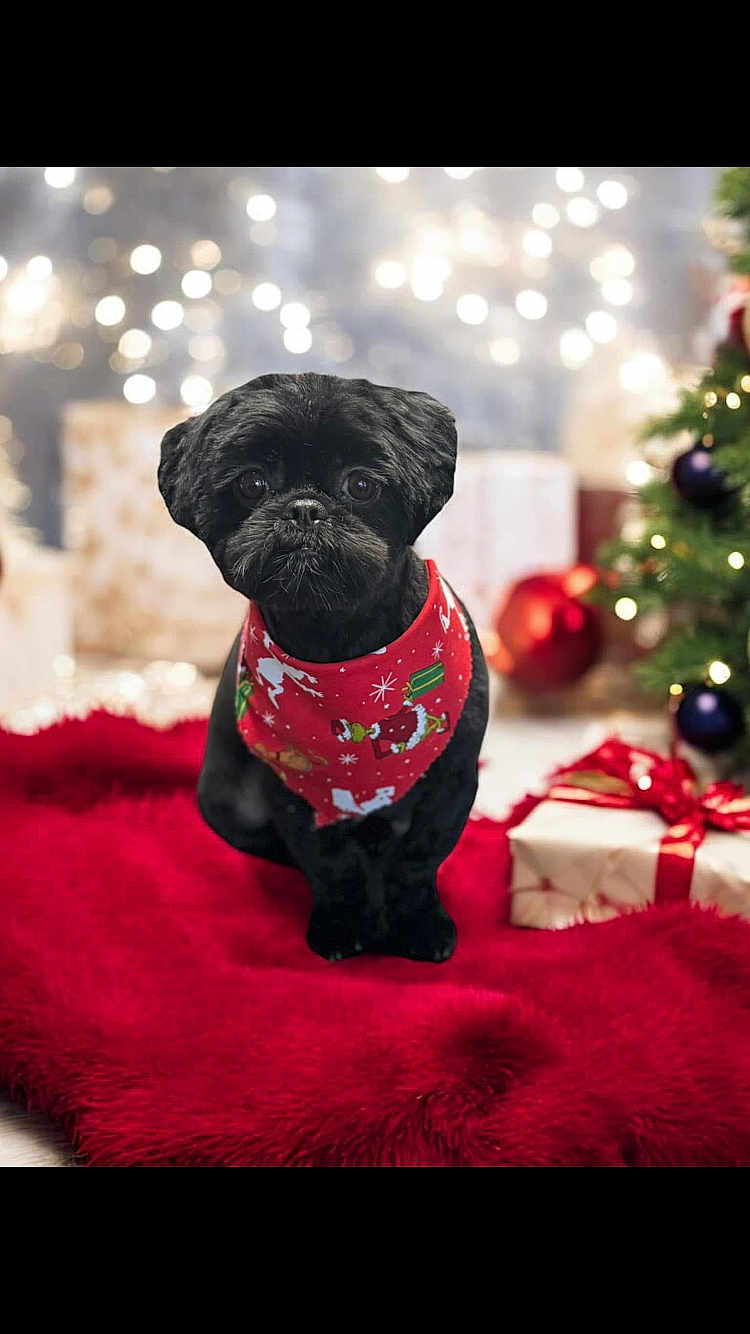Gabriel Aaron is registered to the contest to win money with this photo: dog, black_dog, bandana, red_bandana, christmas, holiday, gift, present, decorations, christmas_tree, ornament, bokeh, blurred_background, plush_rug, red_rug, pet, cute, indoors, festive, animal