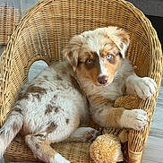 Billie a rejoint le concours — aidez-le/la à gagner de superbes lots ! puppy, dog, blue_eyes, fluffy, wicker_chair, armchair, sitting, lounging, pet, canine, brown_and_white, merle_coat, paw, toys, fuzzy_toy, indoors, home, furniture, portrait, cute