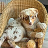 puppy, dog, blue_eyes, fluffy, wicker_chair, armchair, sitting, lounging, pet, canine, brown_and_white, merle_coat, paw, toys, fuzzy_toy, indoors, home, furniture, portrait, cute