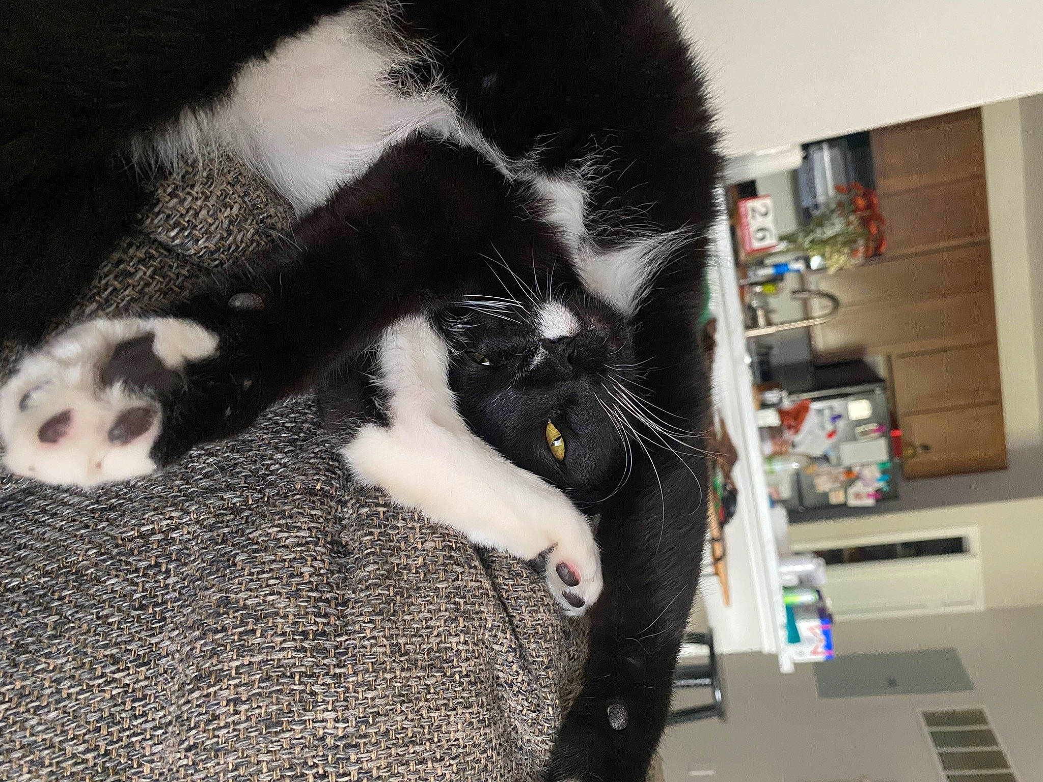 Pongo is registered to the contest to win money with this photo: bookcase, canidae, carnivore, cat, claw, comfort, companion_dog, dog_breed, domestic_short_haired_cat, felidae, fur, nap, paw, shelf, small_to_medium_sized_cats, snout, sporting_group, tail, whiskers