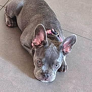 Bloom a rejoint le concours — aidez-le/la à gagner de superbes lots ! dog, puppy, french_bulldog, gray, pet, collar, floor, tile, indoor, ears, lying_down, cute, animal, young, looking_up, canine, domestic_animal, mammal, resting, adorable