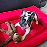 Al Pacino participe au concours pour gagner de l'argent avec cette photo : dog, french_bulldog, pet, red_dog_bed, toy, teddy_bear, indoor, floor, playful, cute, animal, canine, tongue_out, resting, fur, ears, black_and_white, home, comfort, mischievous
