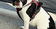 Al Pacino a rejoint le concours — aidez-le/la à gagner de superbes lots ! dog, french_bulldog, puppy, black_and_white, harness, leash, pet, animal, outdoor, concrete, mesh_fence, sitting, curious, ears_up, small_dog, companion, cute, young_dog, looking, alert