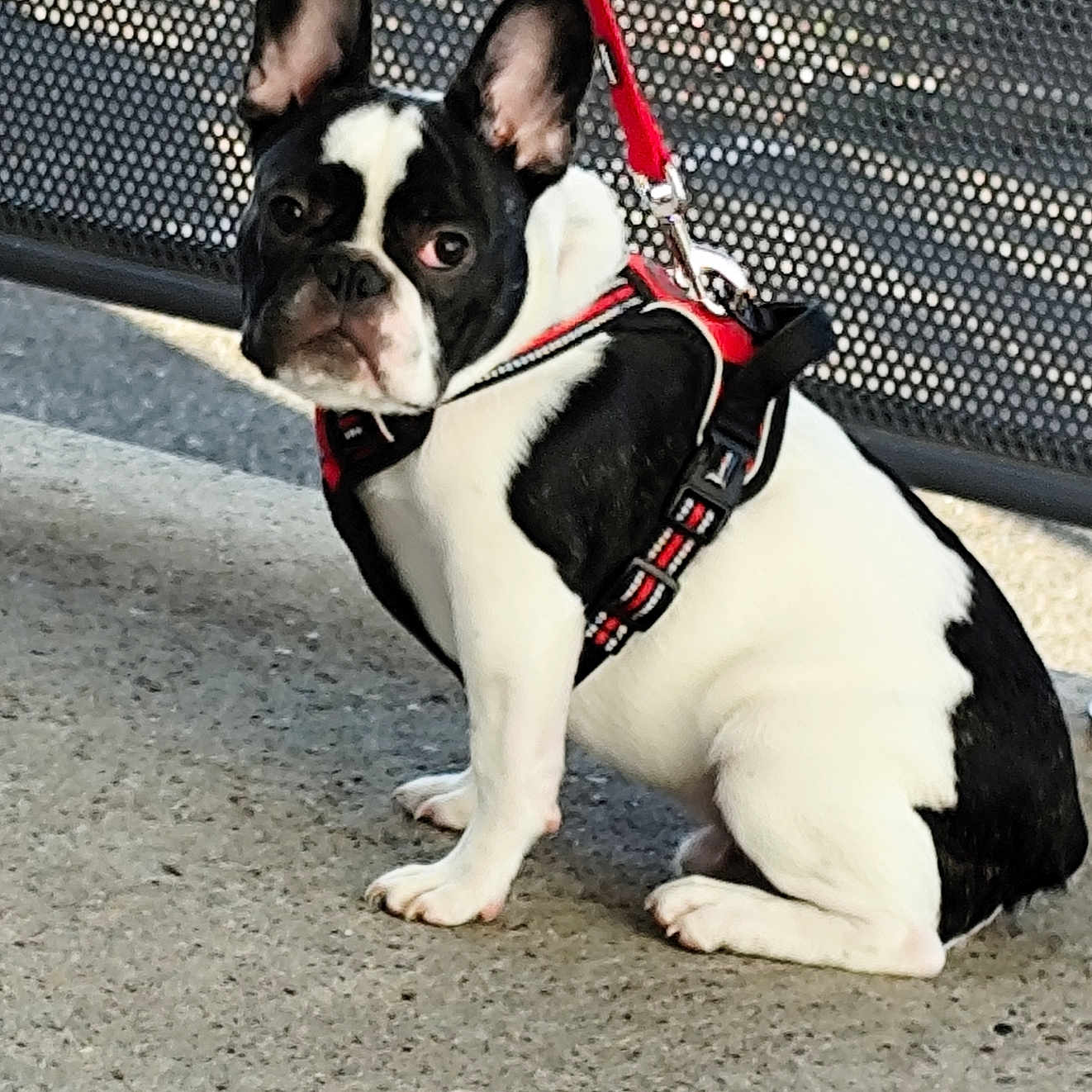 Al Pacino a rejoint le concours — aidez-le/la à gagner de superbes lots ! dog, french_bulldog, puppy, black_and_white, harness, leash, pet, animal, outdoor, concrete, mesh_fence, sitting, curious, ears_up, small_dog, companion, cute, young_dog, looking, alert