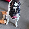 Al Pacino a rejoint le concours — aidez-le/la à gagner de superbes lots ! dog, french_bulldog, black_and_white, pet, tongue_out, one_eye_closed, toy, giraffe_toy, floor, tile_floor, indoor, playful, cute, animal, pet_toy, pink_cushion, canine, companion, friendly, small_dog