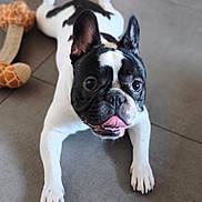 Al Pacino a rejoint le concours — aidez-le/la à gagner de superbes lots ! dog, french_bulldog, pet, animal, playful, toy, giraffe_toy, floor, tile, black_and_white, tongue_out, cute, domestic_animal, indoor, lying_down, ears_up, mischievous, companion, happy, friendly