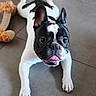 dog, french_bulldog, pet, animal, playful, toy, giraffe_toy, floor, tile, black_and_white, tongue_out, cute, domestic_animal, indoor, lying_down, ears_up, mischievous, companion, happy, friendly