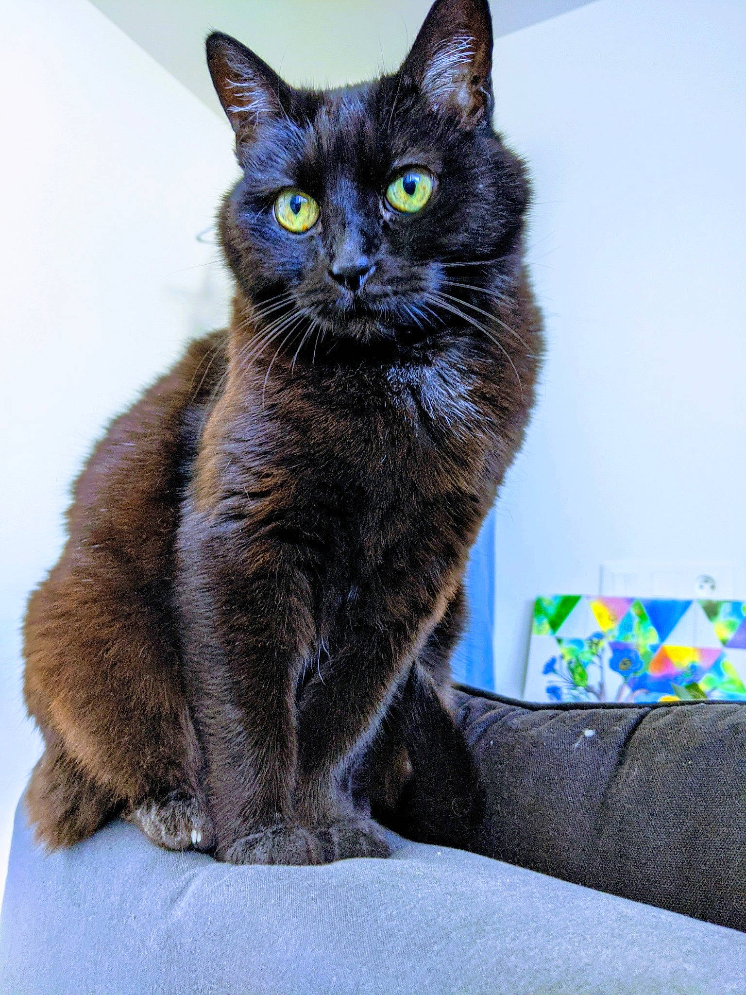 Baggy a rejoint le concours — aidez-le/la à gagner de superbes lots ! asian, black_cat, burmese, carnivore, cat, domestic_short_haired_cat, european_shorthair, eye, felidae, german_rex, havana_brown, kitten, korat, mammal, nebelung, ojos_azules, russian_blue, small_to_medium_sized_cats, vertebrate, whiskers