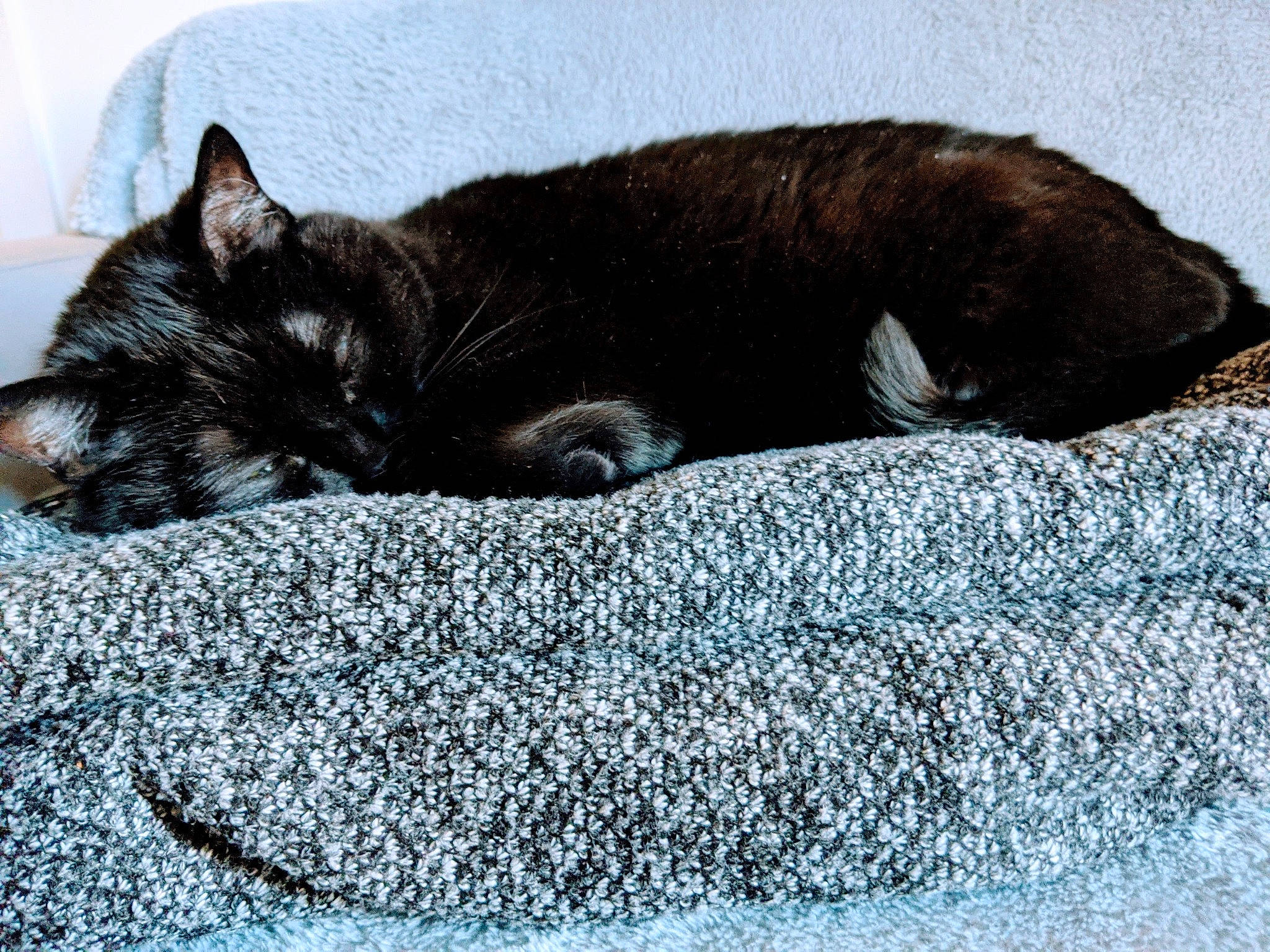 Baggy participe au concours pour gagner de l'argent avec cette photo : asian, black_cat, carnivore, cat, comfort, domestic_short_haired_cat, european_shorthair, felidae, fur, kitten, nap, sleep, small_to_medium_sized_cats, snout, tabby_cat, tail, whiskers