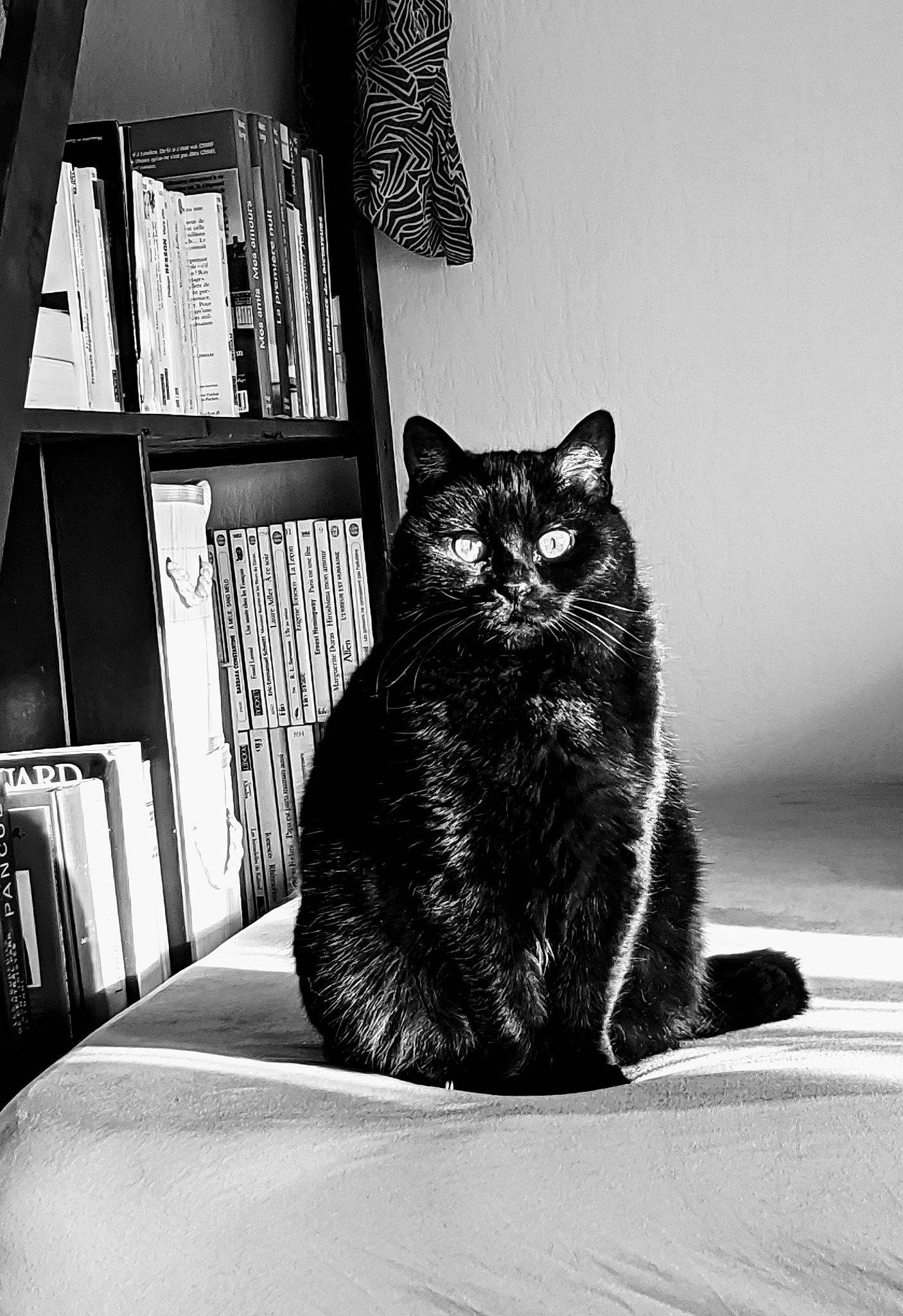 Baggy a rejoint le concours — aidez-le/la à gagner de superbes lots ! asian, black, black_and_white, black_cat, carnivore, cat, domestic_short_haired_cat, eye, felidae, fur, monochrome, monochrome_photography, photography, room, sitting, small_to_medium_sized_cats, tabby_cat, whiskers, white, window