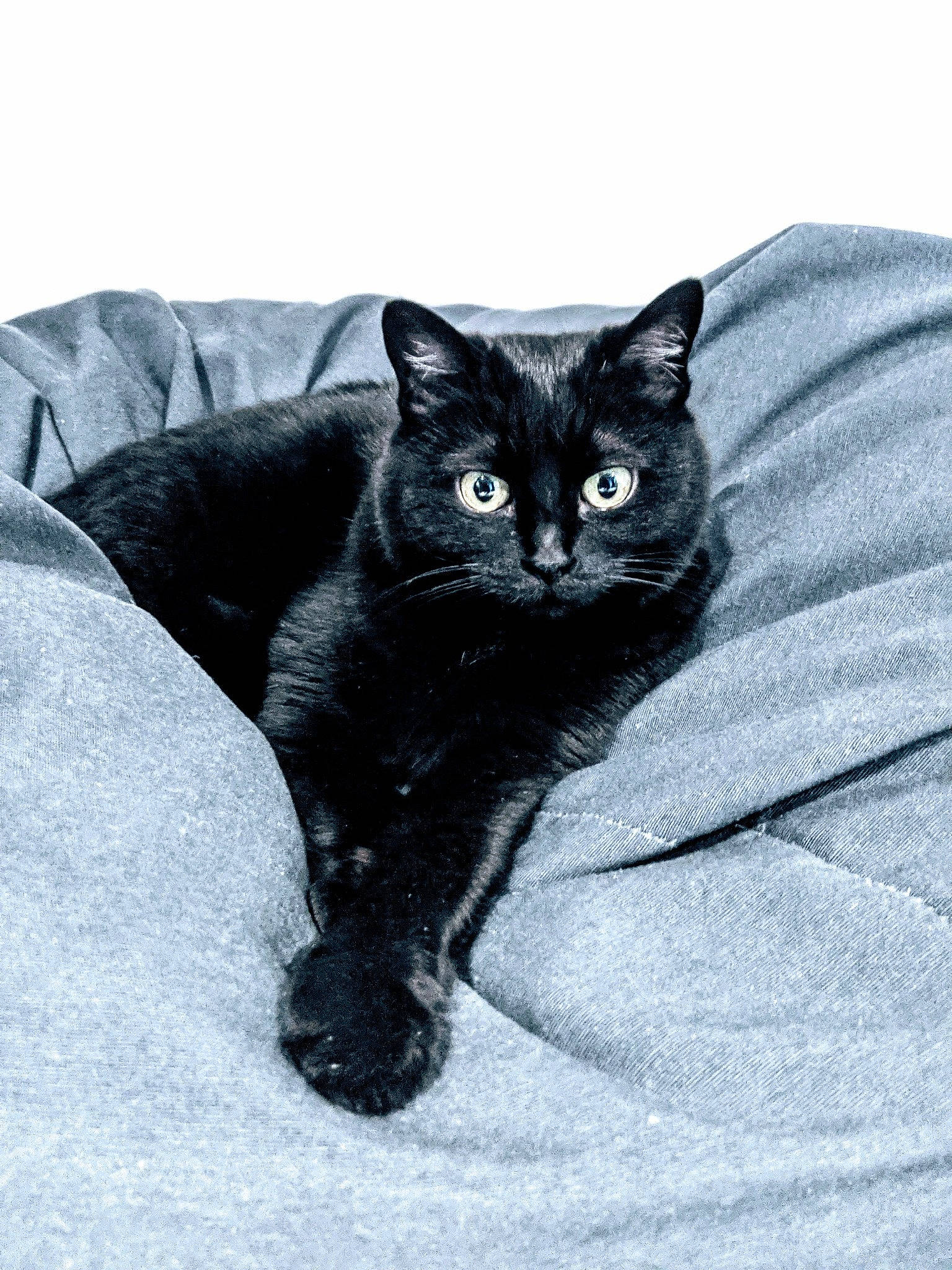 Baggy a rejoint le concours — aidez-le/la à gagner de superbes lots ! asian, black, black_and_white, black_cat, bombay, british_shorthair, carnivore, cat, domestic_short_haired_cat, eye, felidae, fur, kitten, small_to_medium_sized_cats, style, tail, whiskers