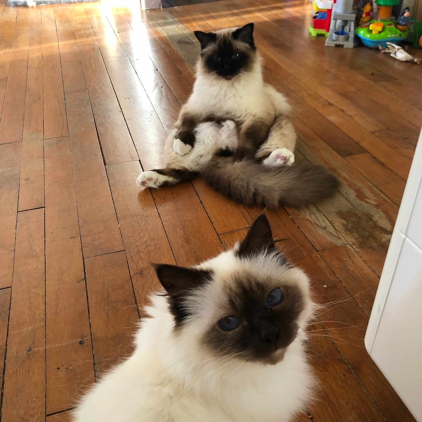 Tchoupi a rejoint le concours — aidez-le/la à gagner de superbes lots ! animal, blue_eyes, cat, curious, domestic_animal, ears, flooring, fluffy, furniture, home, indoor, pet, ragdoll, relaxed, sitting, sunlight, tail, toys, whiskers, wooden_floor