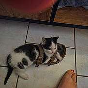 Shelby participe au concours pour gagner de l'argent avec cette photo : kitten, cat, sandal, tile_floor, foot, toenail_paint, black_and_white, pet, indoor, curious, small, animal, domestic, furry, cute, resting, paw, young, closeup, casual