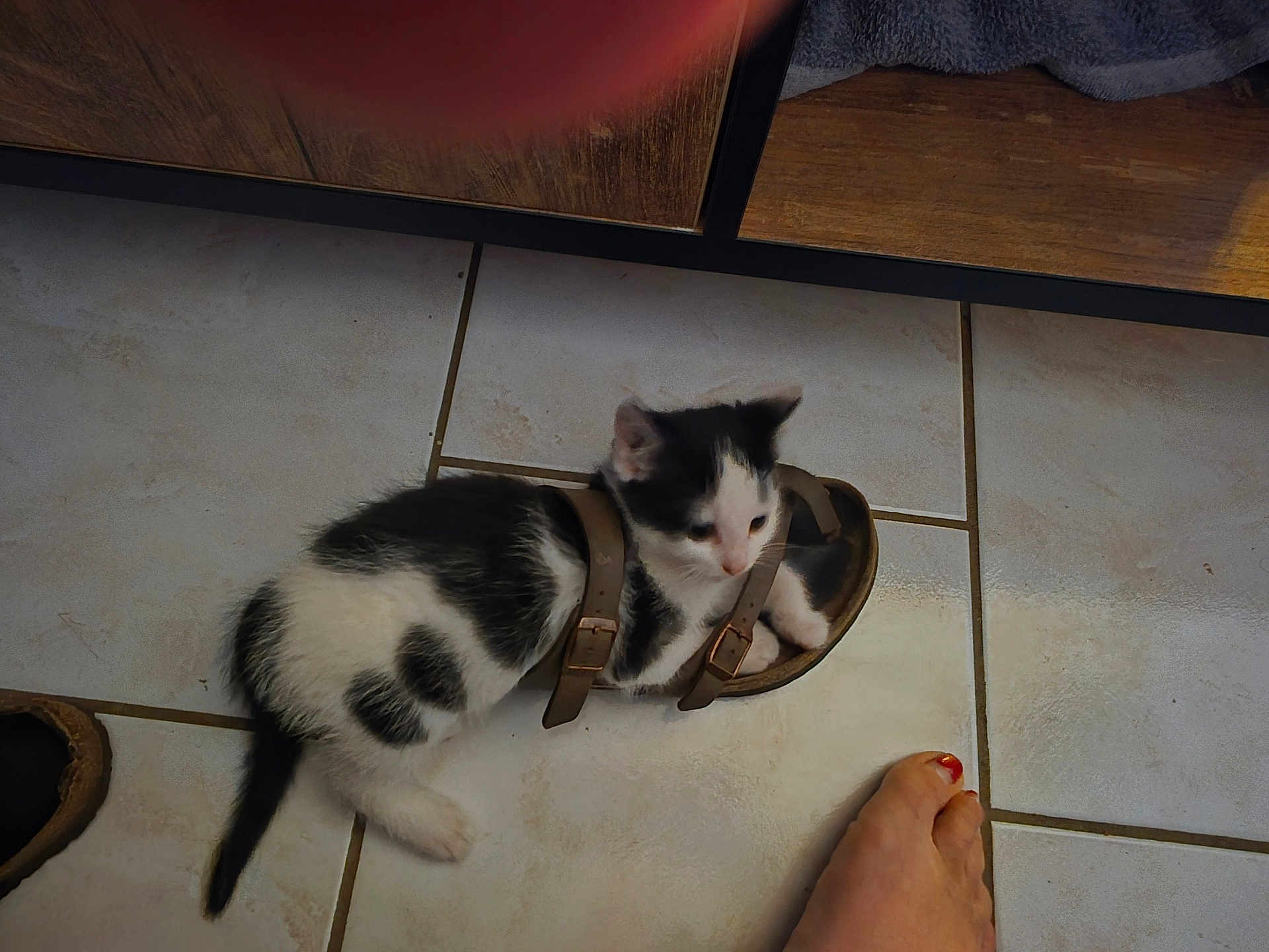 Shelby participe au concours pour gagner de l'argent avec cette photo : kitten, cat, sandal, tile_floor, foot, toenail_paint, black_and_white, pet, indoor, curious, small, animal, domestic, furry, cute, resting, paw, young, closeup, casual