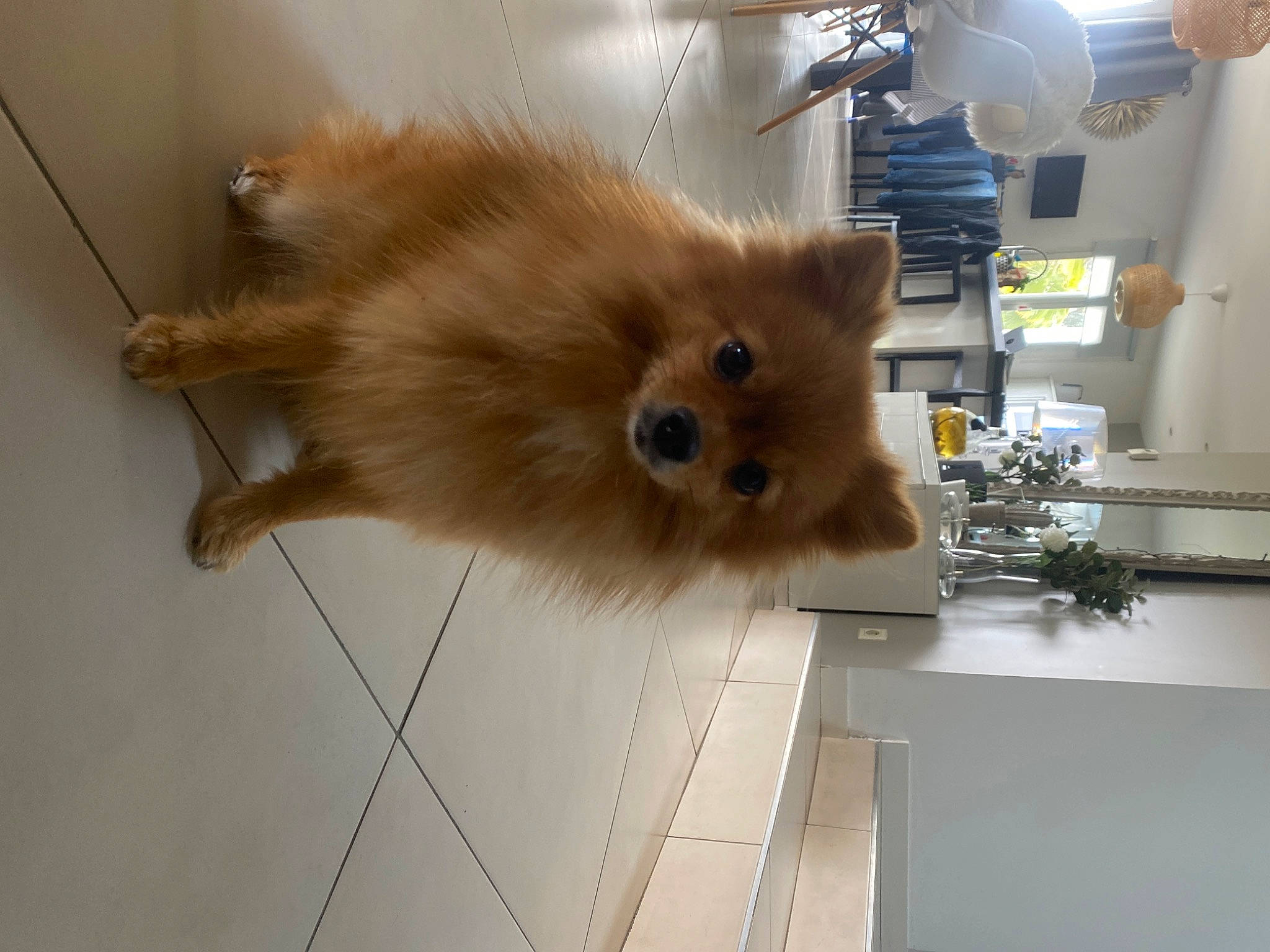 Suzie participe au concours pour gagner de l'argent avec cette photo : balloon, canidae, carnivore, ceiling_fan, companion_dog, dog, dog_breed, fawn, flooring, fur, german_spitz, german_spitz_klein, lamp, liver, mechanical_fan, snout, spitz, tail, toy_dog, whiskers