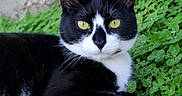 Olaf is registered to the contest to win money with this photo: alert, animal, black_and_white, cat, close_up, clover, cute, ears, feline, fur, greenery, laying, mammal, nature, outdoor, pet, portrait, relaxed, whiskers, yellow_eyes