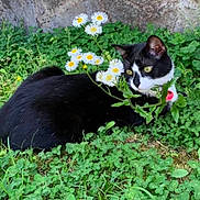 Olaf joined the competition — help win amazing prizes! animal, black_and_white, cat, closeup, clover, curious, feline, flowers, grass, green_eyes, greenery, leaf, lying_down, nature, outdoor, pet, plant, relaxing, spring, wildflower