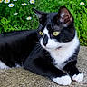 Olaf is registered to the contest to win money with this photo: animal, black_and_white, cat, close_up, daisy, flower, fur, garden, greenery, lying_down, nature, outdoor, pet, portrait, relaxing, stone, sunlight, texture, whiskers, yellow_eyes