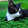 Olaf is registered to the contest to win money with this photo: alert, animal, black_and_white, cat, closeup, clover, cute, fur, grass, greenery, mammal, nature, outdoor, pet, portrait, relaxing, resting, whiskers, wildlife, yellow_eyes