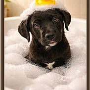 puppy, dog, bath, bubbles, rubber_duck, foam, black_dog, pet, cute, portrait, water, wet, animal, indoor, looking_at_camera, playful, young_dog, bathroom, head, fur