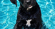 Buddy is registered to the contest to win money with this photo: adorable, animal, animal_portrait, black_dog, canine, closeup, cute, dog, looking_up, outdoor, pet, playful, pool_edge, puppy, summer, swimming_pool, water, wet, wet_fur, young