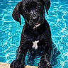 dog, puppy, black_dog, wet, swimming_pool, water, cute, animal, pet, pool_edge, outdoor, summer, playful, young, canine, adorable, looking_up, wet_fur, animal_portrait, closeup