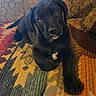 Buddy is registered to the contest to win money with this photo: animal, black_dog, carpet, couch, cute, dog, domestic_animal, ears, eyes, face, fur, furniture, indoors, laying_down, looking_at_camera, patterned_rug, paw, pet, puppy, young_dog