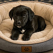 Buddy is registered to the contest to win money with this photo: adorable, animal, bed, black_dog, canine, comfort, cozy, cute, dog, domestic_animal, fur, indoor, looking, paw_print, pet_bed, puppy, relaxed, resting, soft, young_dog