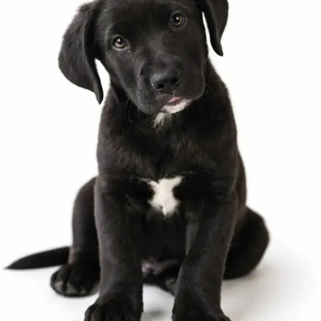 Buddy is registered to the contest to win money with this photo: adorable, animal, black_dog, cute, dog, domestic_animal, front_view, fur, head_tilt, isolated, looking_at_camera, pet, playful, portrait, puppy, sitting, small_dog, studio_photo, white_background, young