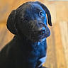 Buddy joined the competition — help win amazing prizes! adorable, animal, black_dog, canine, companion, cute, dog, domestic_animal, ears, friendly, fur, indoor, looking_up, nose, pet, portrait, puppy, whiskers, wooden_floor, young_dog
