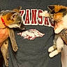 Sassy is registered to the contest to win money with this photo: animal, calico_cat, curious, cute, domestic_animal, fox, furry, gray, hand, holding, indoor, interaction, kitten, mammal, paw, person, pet, tattoo, tshirt, wildlife