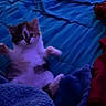 kitten, cat, bed, blanket, blue_bedspread, furniture, indoor, pet, animal, cute, fur, small_animal, relaxing, cozy, soft_texture, paw, lying_down, domestic_cat, young_cat, resting