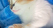 Sassy joined the competition — help win amazing prizes! adorable, animal, blue_blanket, cat, close_up, cozy, cute, fur, indoor, kitten, orange_fur, paw, pet, pink_paws, resting, sleep, sleeping, small, soft_texture, white_fur